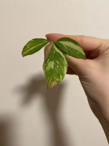 Syngonium red spot tricolor | Aukce rostlin