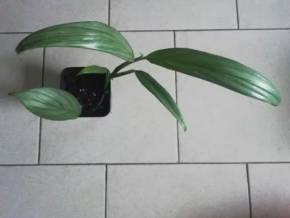 Epipremnum Amplissimum Silver