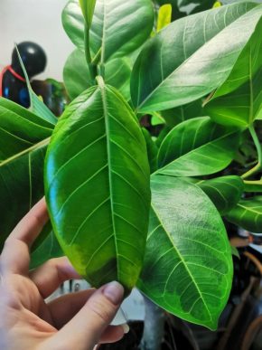 Ficus altissima variegata řízek, dva aktivní růsty