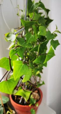 Seneccio macroglossus