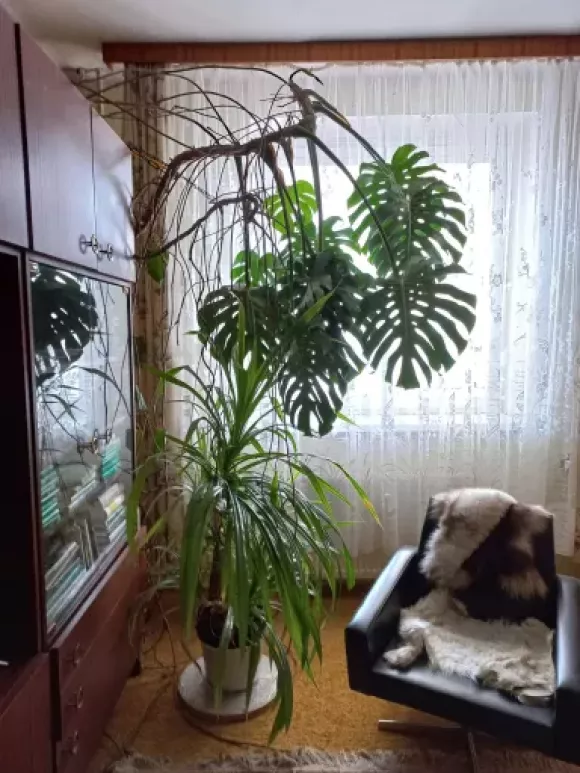 monstera Příbram.webp