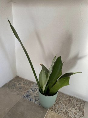 Sansevieria moonshine