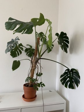 Monstera deliciosa