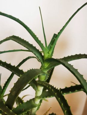 Aloe arborescens