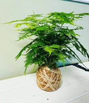 Kokedama Asparagus lýko