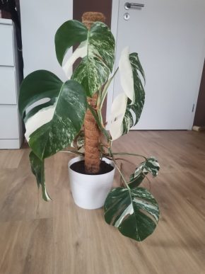 Monstera albo variegata