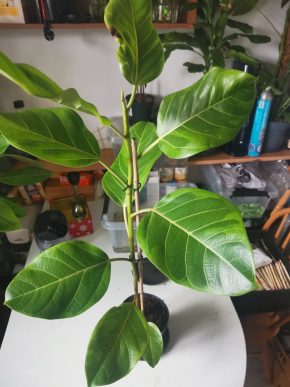 Set: Ficus altissima variegata, 85cm + philodendron red emerald vrcholový řízek