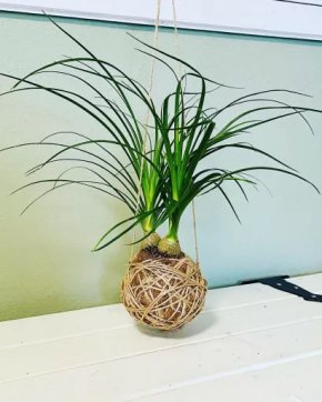 Kokedama Nolina lýko