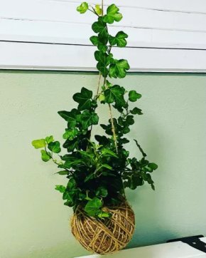 Kokedama Hedera lýko