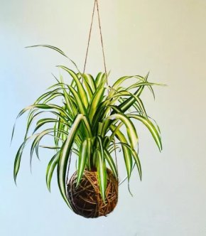 Kokedama Zelenec