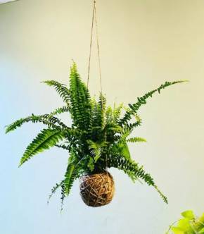 Kokedama Kapradí