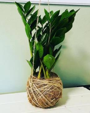 Kokedama Zamioculcas lýko