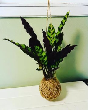 Kokedama Calathea Lancifolia lýko