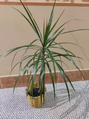 Dracena