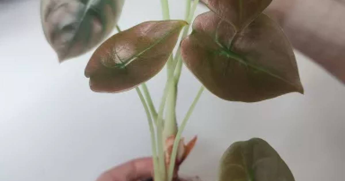 Alokacia cuprea red secret | Aukce rostlin