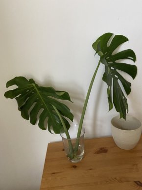 Monstera deliciosa