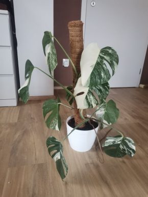 Monstera albo variegata