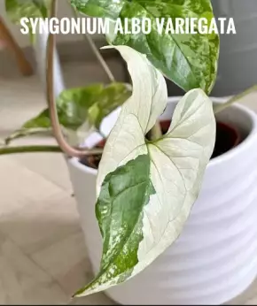Řízek Variegated Syngonium
