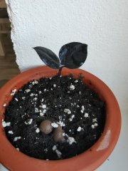 IMG_20230227_072040.jpg