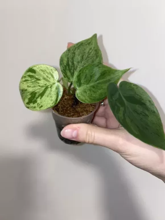 Philodendron oxycardium variegated | Aukce rostlin