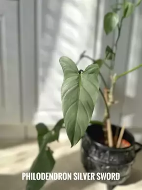 Philodendron Silver Sword
