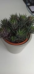 Haworthia (1).jpg