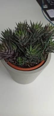 Haworthia