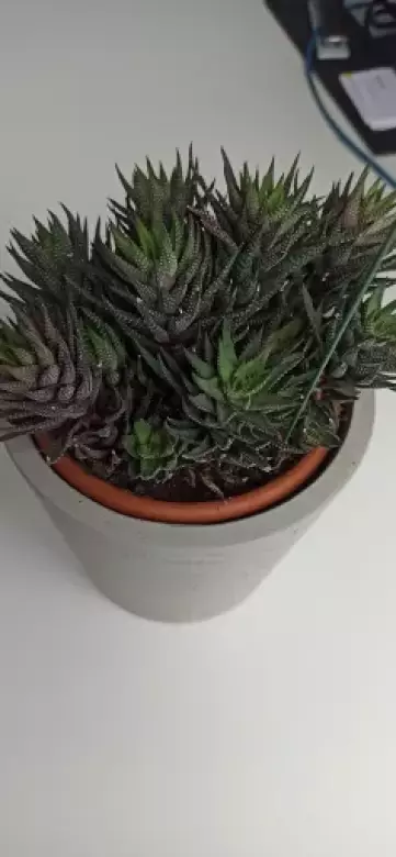Haworthia (1).webp