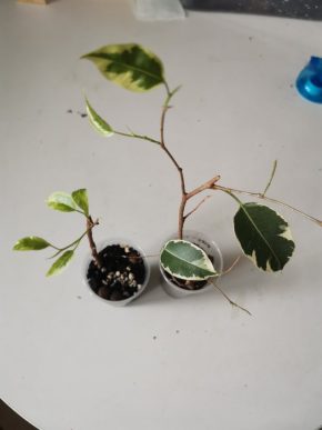 2x Ficus benjamina twilight + variegata