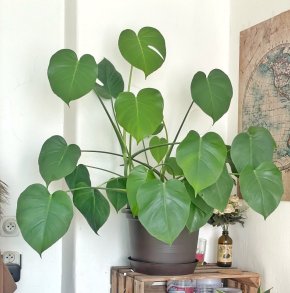 Monstera Deliciosa