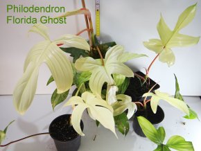 Philodendron Florida Ghost - bílé listy
