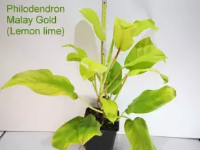 Philodendron Malay gold (Lemon lime) svítivě žlutý