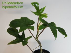 Philodendron bipennifolium (Florida Green)