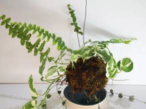 Kokedama Epipremnum aureum Njoy a Ledviník (Nephrolepis)