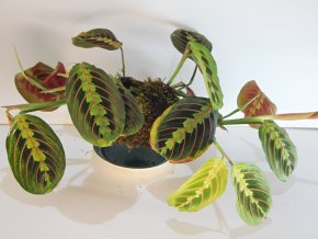 Marantha leuconera fascinator (tricolor) - kokedama