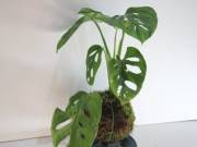 Kok monstera.jpg