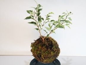 Ficus benjamina variegata - mechová kokedama