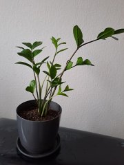 Zamioculcas zamiifolia_A.jpg