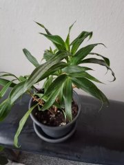 Dracaena_2.jpg