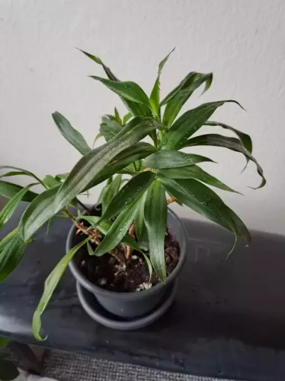 Dracaena_2.webp