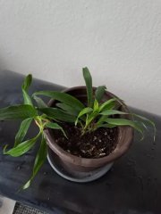 Dracaena_B.jpg