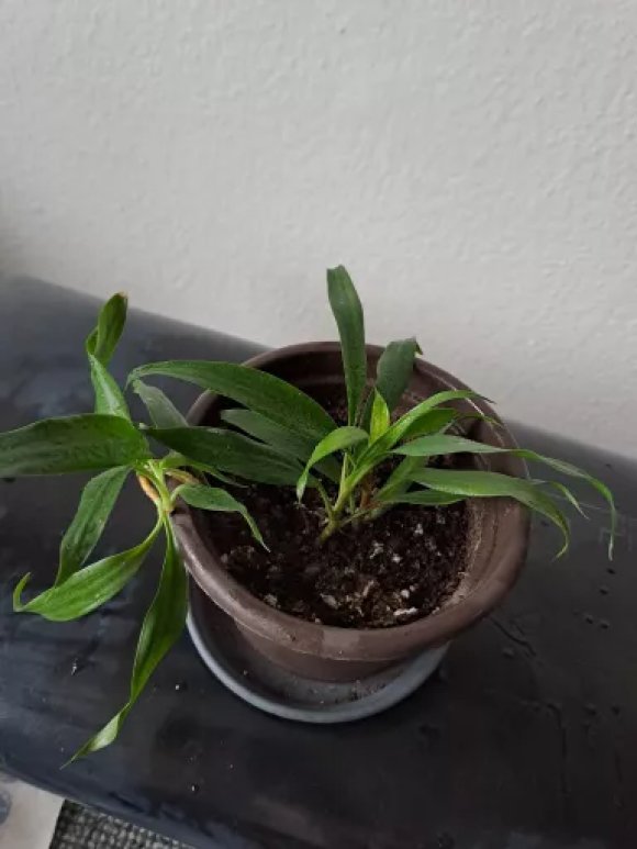 Dracaena_B.jpg