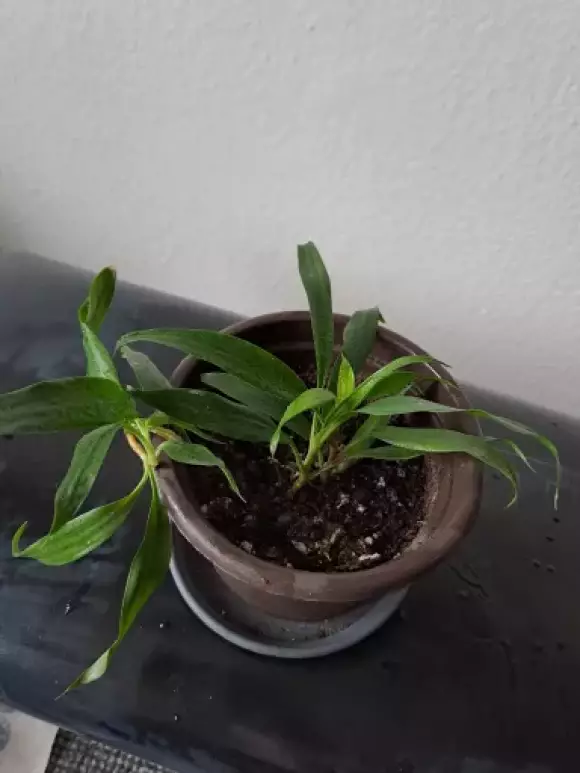 Dracaena_B.webp
