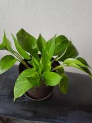 Epipremnum aureum_B.jpg