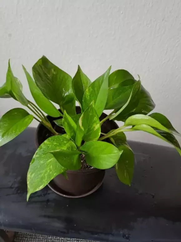 Epipremnum aureum_B.webp