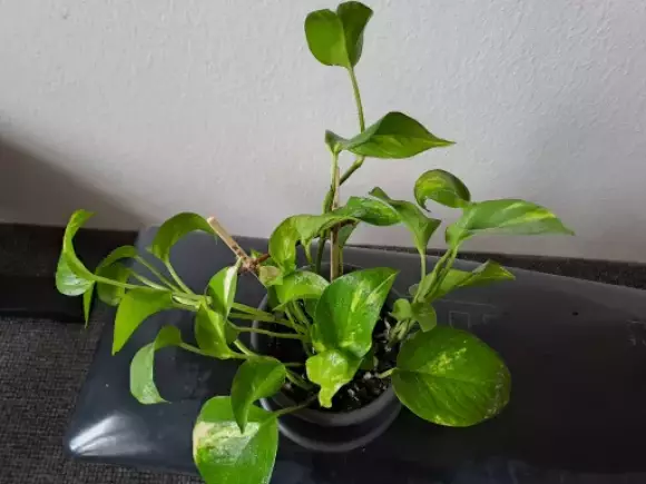 Epipremnum aureum_Y.webp