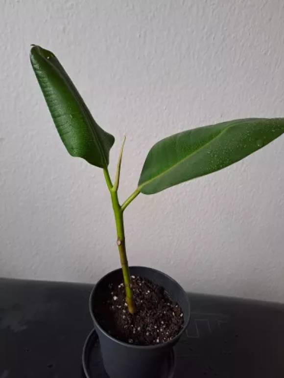 Ficus elastica_2.jpg