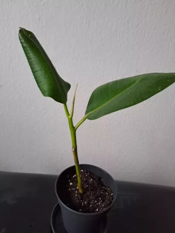 Ficus elastica_2.webp