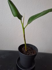 Ficus elastica_1.jpg