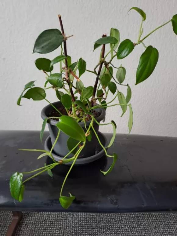 Phillodendron squamiferum_A.jpg